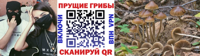 mega ссылки  нарко площадка какой сайт  Псилоцибиновые грибы мицелий  Алагир 